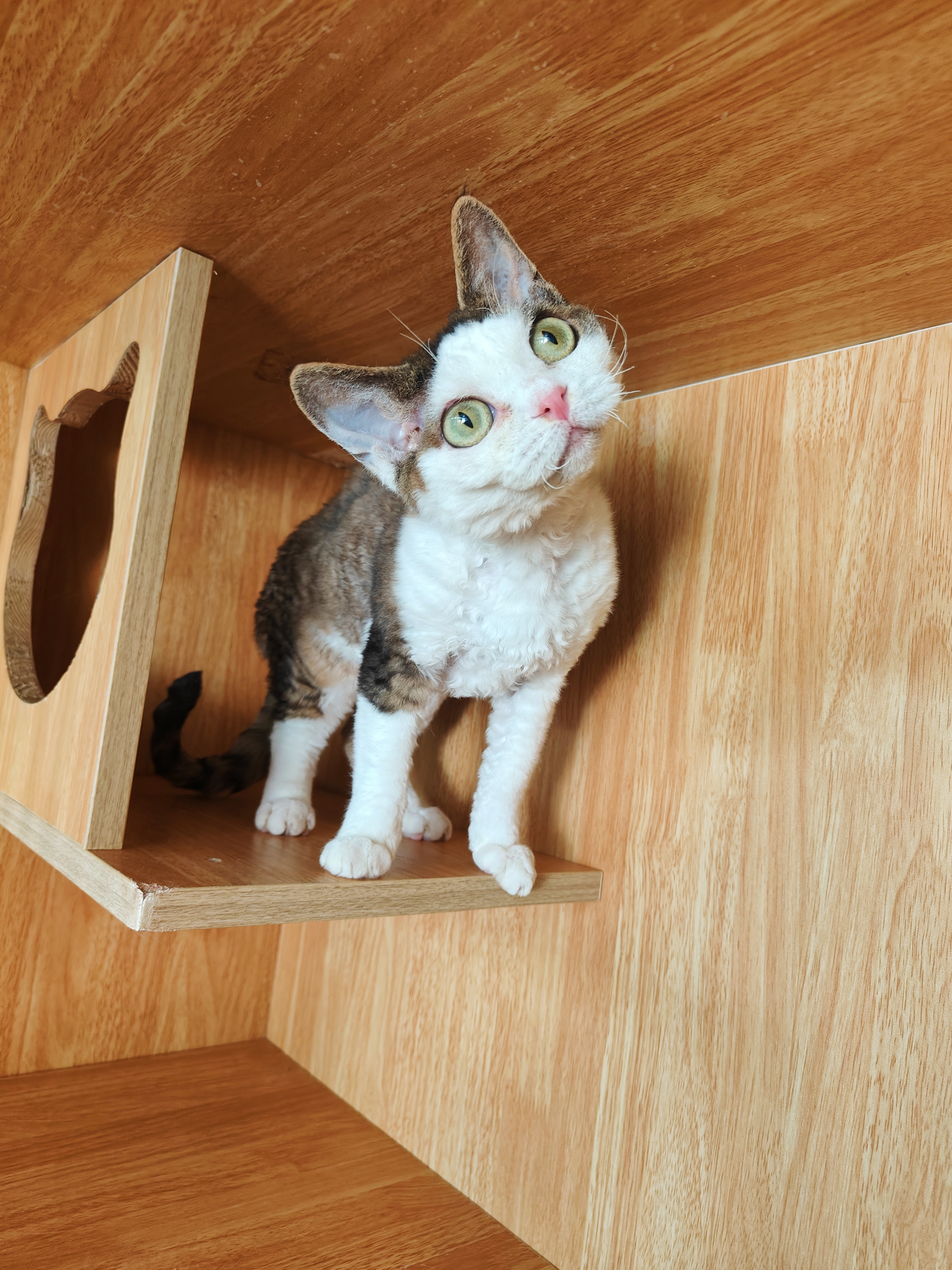 德文卷毛猫母猫妹妹不掉毛几百块